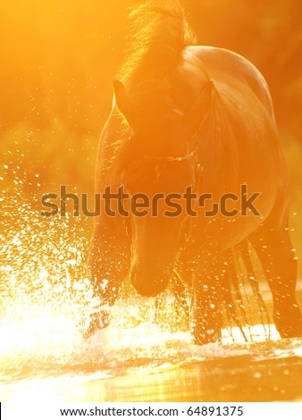 playing sunset horse