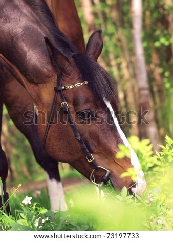grazing bay horse in forest