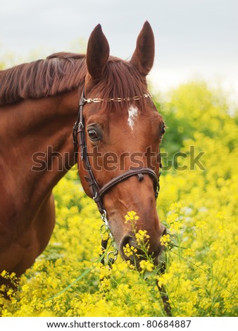 portrait of beautiful red horse around yellow flowers