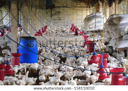 Rural poultry farm with young white chicks bred for chicken meat. This small scale industry is situated in south indian rural countryside and is crowded with white birds