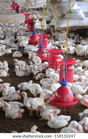 Poultry farm with young white chicken being bred for meat. This small scale industry is situated in south indian rural countryside and is crowded with white chicks