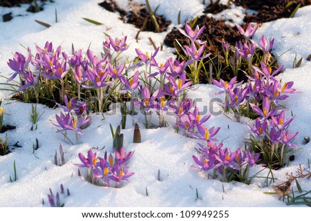 purple spring crocuses in melting snow