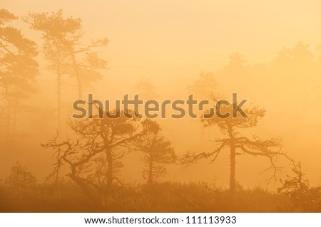 swamp tree silhouettes in autumn sunrise