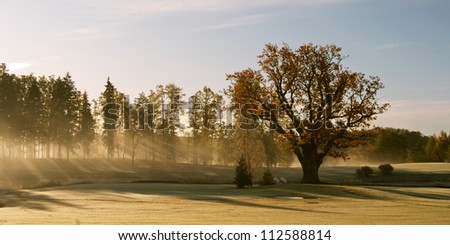 Autumn morning panorama with sun rays and single oak tree