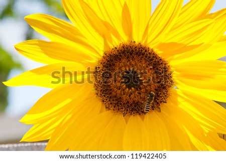Back-lit Sunflower with Bee