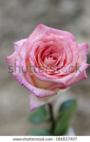 a pink rose with drop water on its petal in the garden