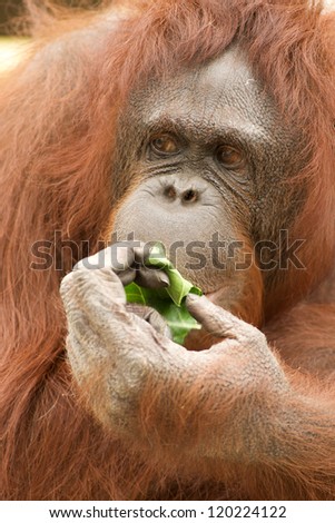 close up portrait of an orangutan eating lettuce