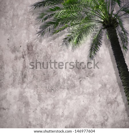 Stucco wall and palm tree