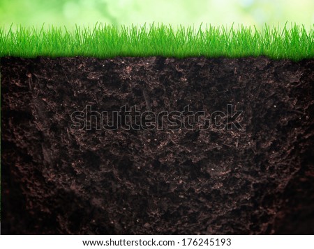 Growing grass in the earth