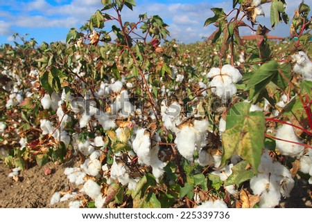 Cotton plant field under blue sky