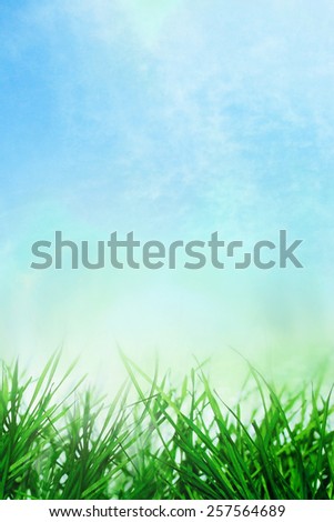 Sunlight on the natural summer bokeh with grass in soil