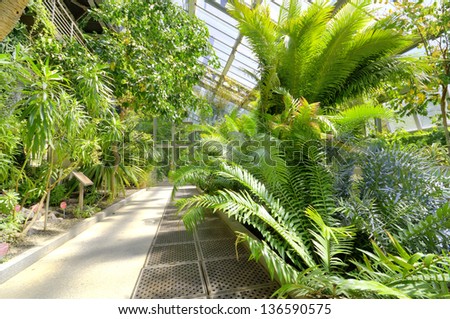 Tropical Plants in a greenhouse at botanic garden, Madrid, Spain.