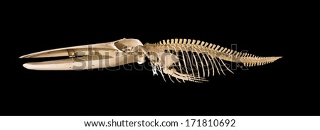 Real whale skeleton isolated on black background