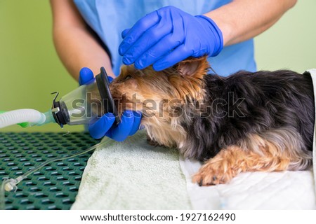 Similar – Foto Bild Tierarzt bei der Vorbereitung eines Hundes für eine Tomographieuntersuchung in der Klinik