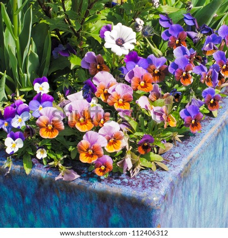 Container gardening. Purple, pink and white spring flowers in blue ceramic planter.
