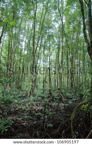 mangrove forest conservation area