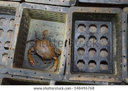 soft shelled crabs on black box