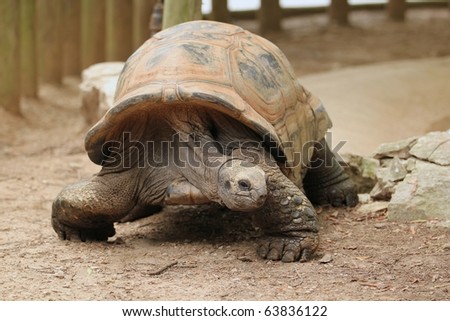 A tortoise walking across the dirt