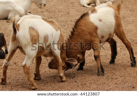 Two goats ramming heads