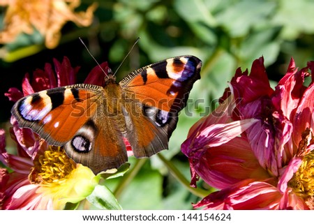 butterfly in the garden macro