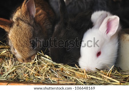 Young bunny or rabbit, baby animal