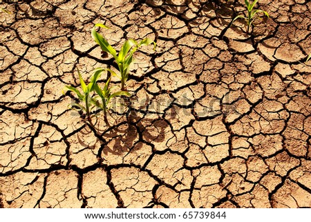Dry cracked earth with plant struggling for life, drought, background