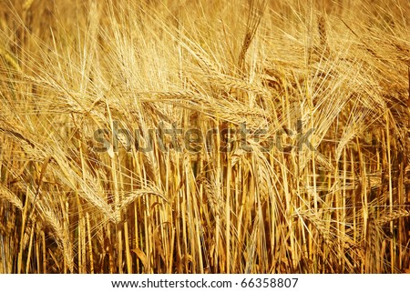 Agriculture grain field, ripe wheat or cereal plants growing