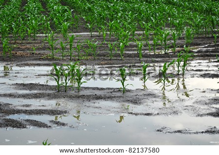 Waste corn crops, flood on field, agriculture