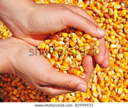 Corn seed in hands of farmer, agriculture, commodity.