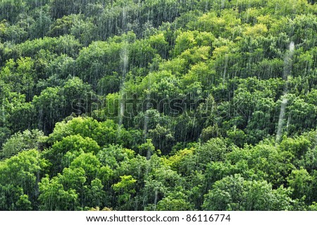 Rain in tropical forest, amazon ecosystem, nature.