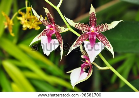 Tropical flower, exotic plant of Oncidium Hastilabium, flora