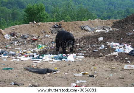Bear at garbage dump