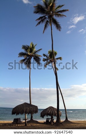 sun loungers, umbrellas and palm trees in early morning next to ocean