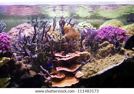 marine aquarium, coral aquarium, Aquarium corals reef