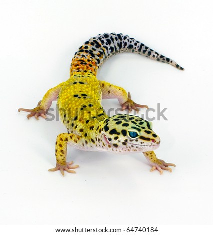 Leopard Gecko Stock Photo 64740184 : Shutterstock