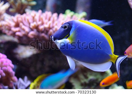 Acanthurus leucosternon powder blue tang and powderblue surgeonfish