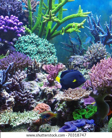 Aquarium corals reef marine aquarium