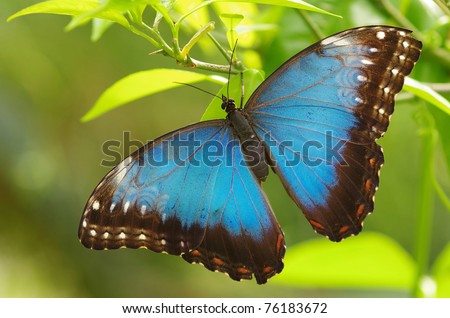 Menelaus Blue Morpho; iridescent; tropical; butterfly; Central; South; America; bug; insect; rain; forests; summer; spring