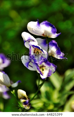Aconite. aconite better known as monkshood all parts of the plant are poisonous and contact with the skin can cause irritation