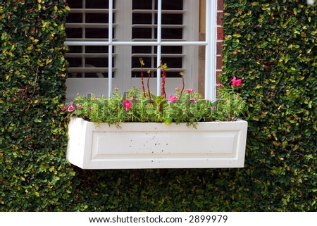 Window with flowers and wall with shrubs