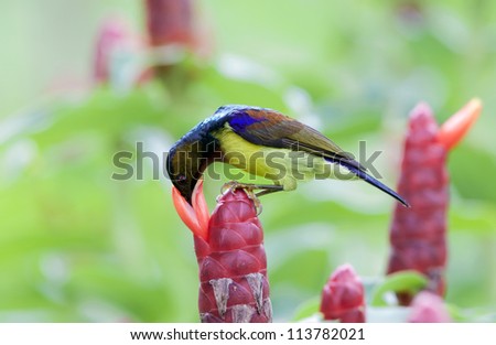 Brown-throated Sunbird (Anthreptes malacensis) eatingsyrup from Costus ...