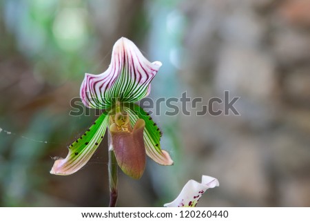 A Beautiful Multi Colored Paphiopedilum Eureka and Raisin Pie Cross Orchid