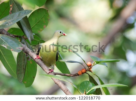 Thick-billed Green-pigeon (Treron curvirostra), she eats banyan fruit, Thailand