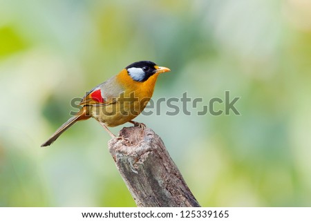 The Silver-eared Mesia (Leiothrix argentauris) is a species of bird in the Timaliidae family, that can found in Thailand.