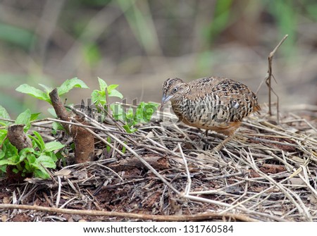 The Barred Buttonquail or Common Bustard-Quail (Turnix suscitator) is a buttonquail, This species is resident in Thailand.