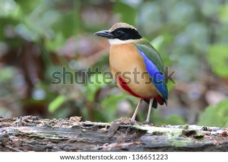 The Blue-winged Pitta (Pitta moluccensis) is a passerine bird in the Pittidae family native to Australia and Southeast Asia. It forms a superspecies with 3 other pittas and has no subspecies. Contents