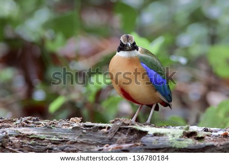 The Blue-winged Pitta (Pitta moluccensis) is a passerine bird in the Pittidae family native to Australia and Southeast Asia. The immigrated bird can see in Kang Kra Chan national park, Thailand.