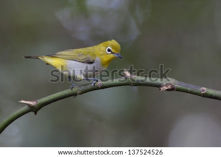 The Oriental White-eye (Zosterops palpebrosus) is a small passerine bird in the white-eye family. It is a resident breeder in open woodland in tropical Asia, Thailand.