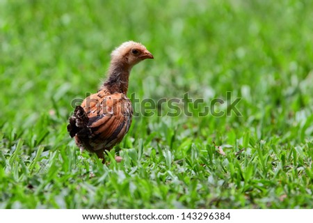 The chick of A turkey is a large bird in the genus Meleagris. One species, Meleagris gallopavo (commonly known as the Wild Turkey) is native to the forests of North America.