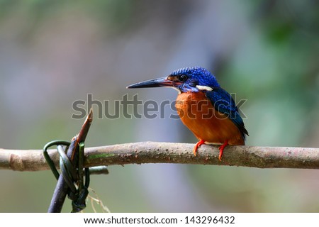 The male of Blue-eared Kingfisher (Alcedo meninting) is found in Asia, ranging across the Indian Subcontinent and Southeast Asia, Thailand. He sits on the stick.